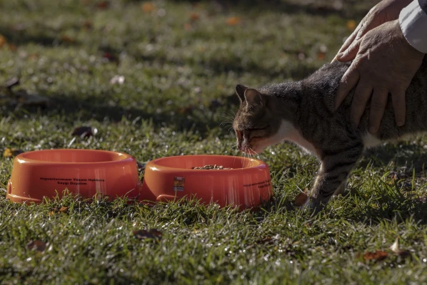 Mama İstasyonları ve Kedi Evleri