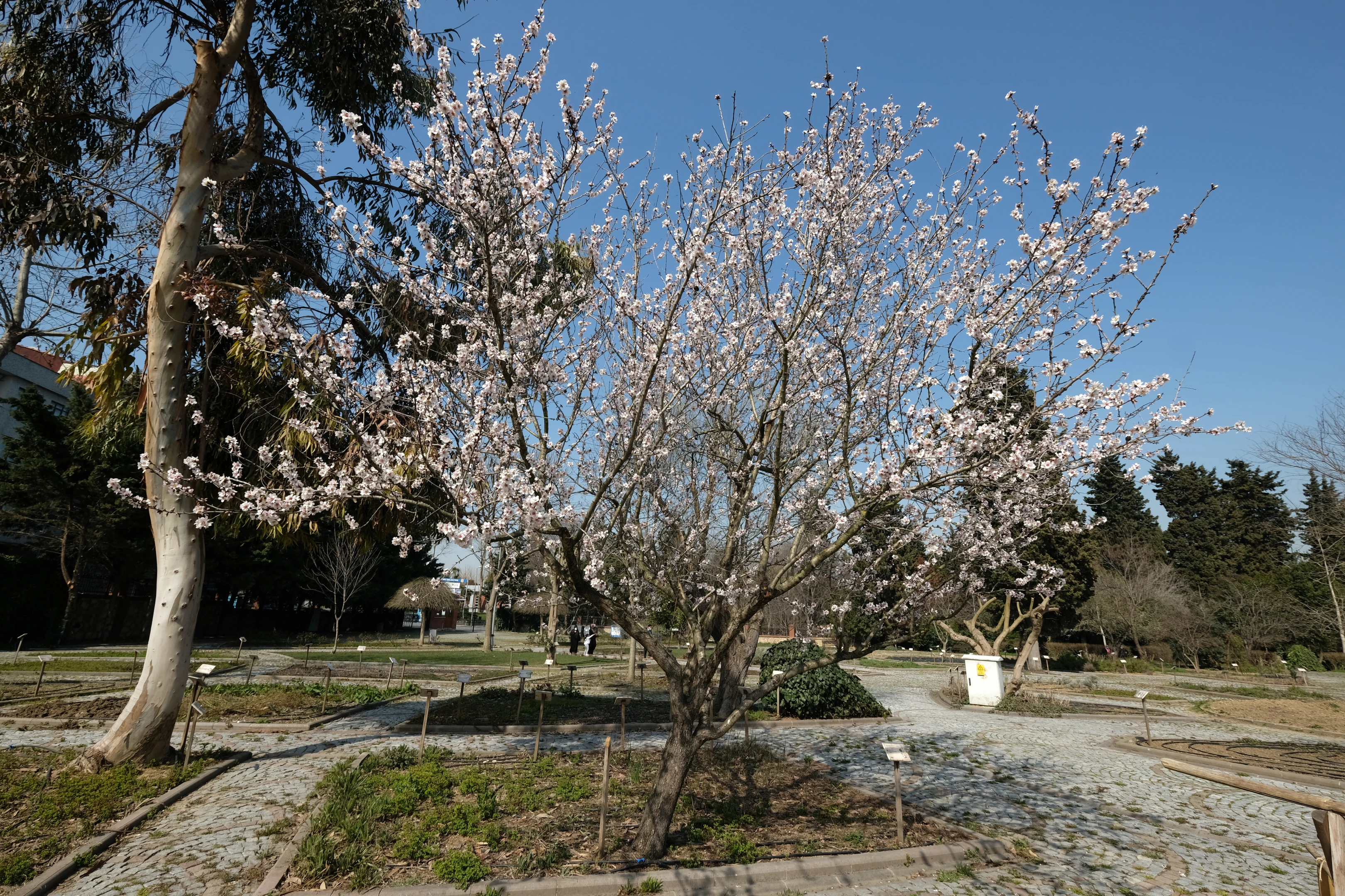 Zeytinburnu Tıbbi Bitkiler Bahçesi
