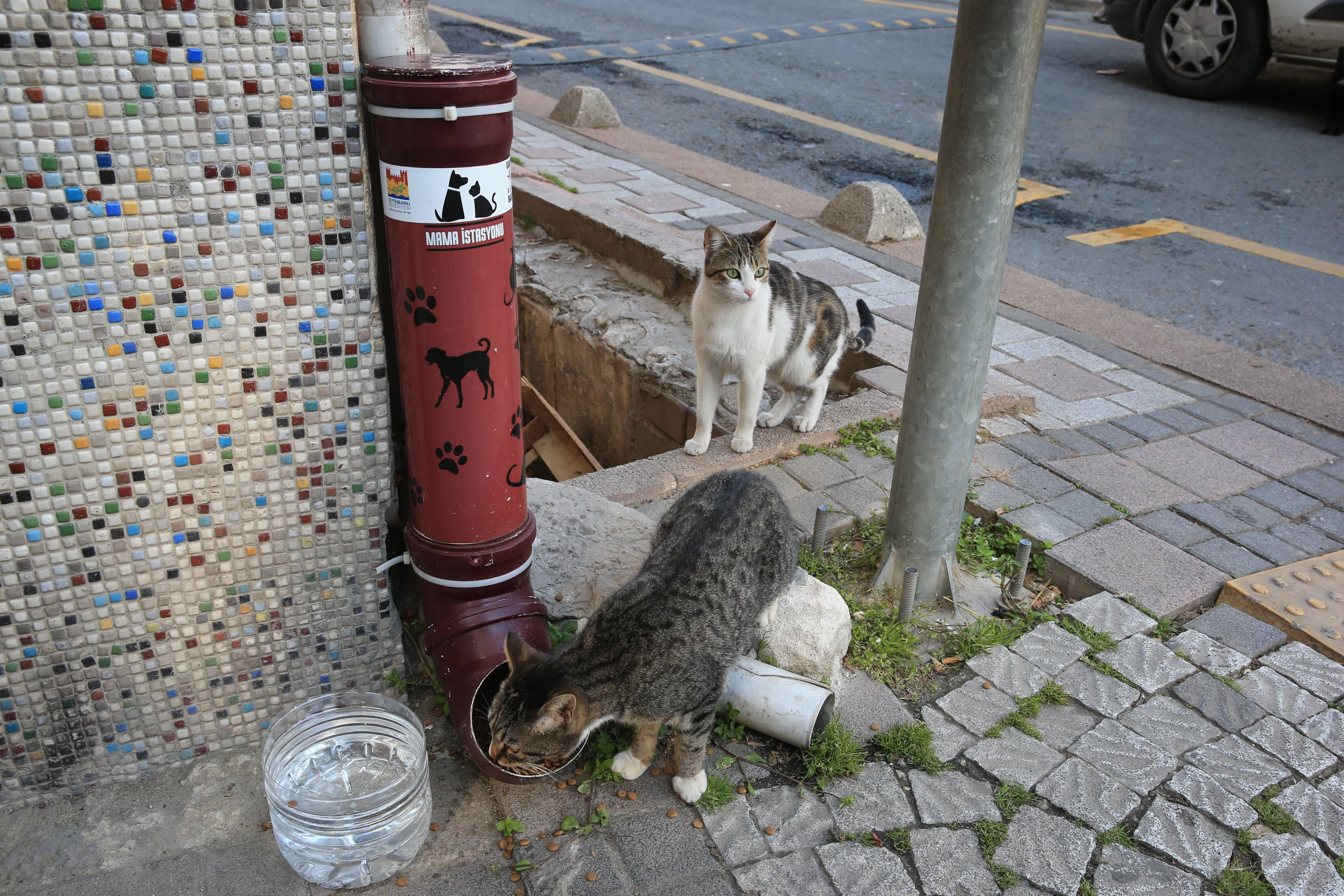Mama İstasyonları ve Kedi Evleri