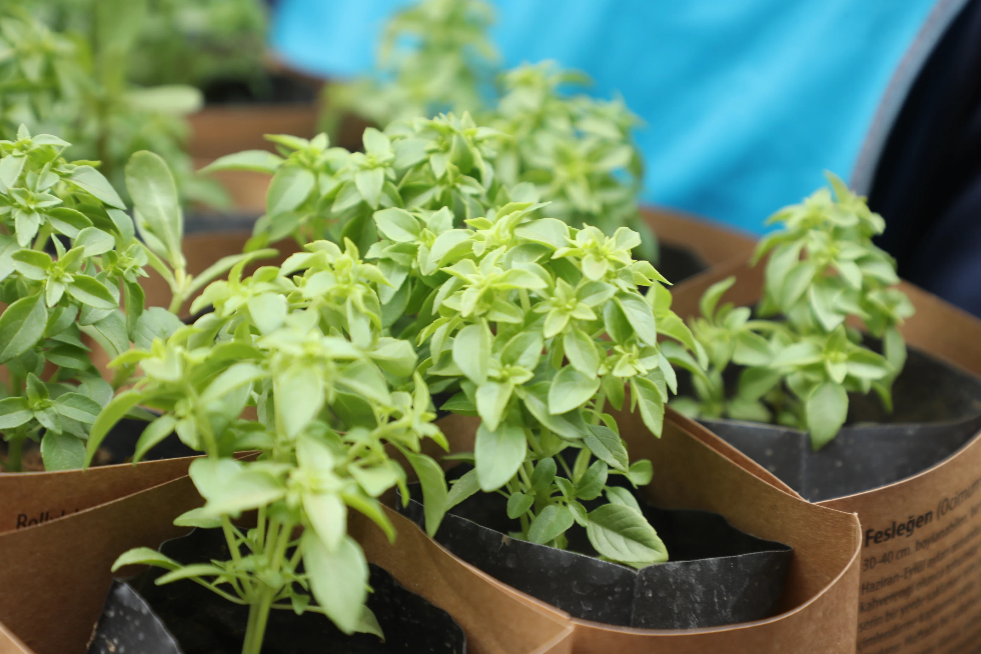 Fesleğen Kokan Sokaklar