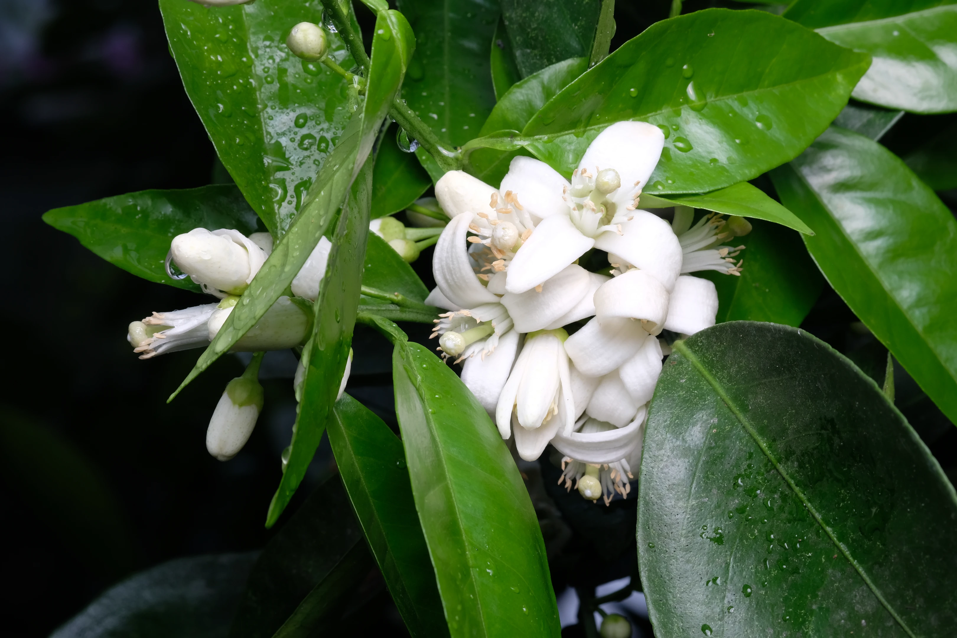 Zeytinburnu Tıbbi Bitkiler Bahçesi