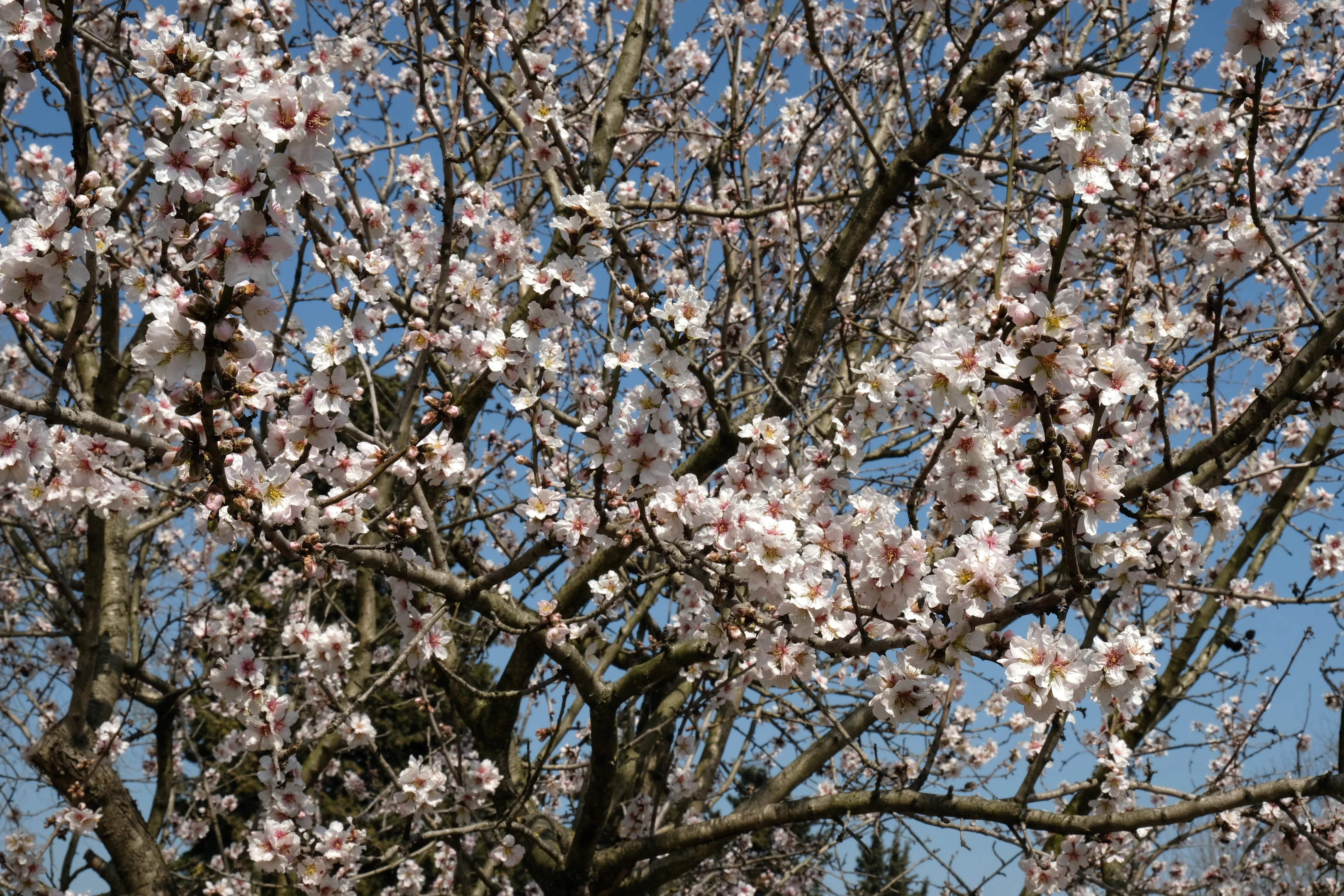 Zeytinburnu Tıbbi Bitkiler Bahçesi